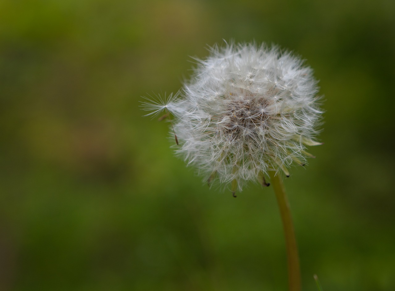 dandelion  seeds  nature free photo