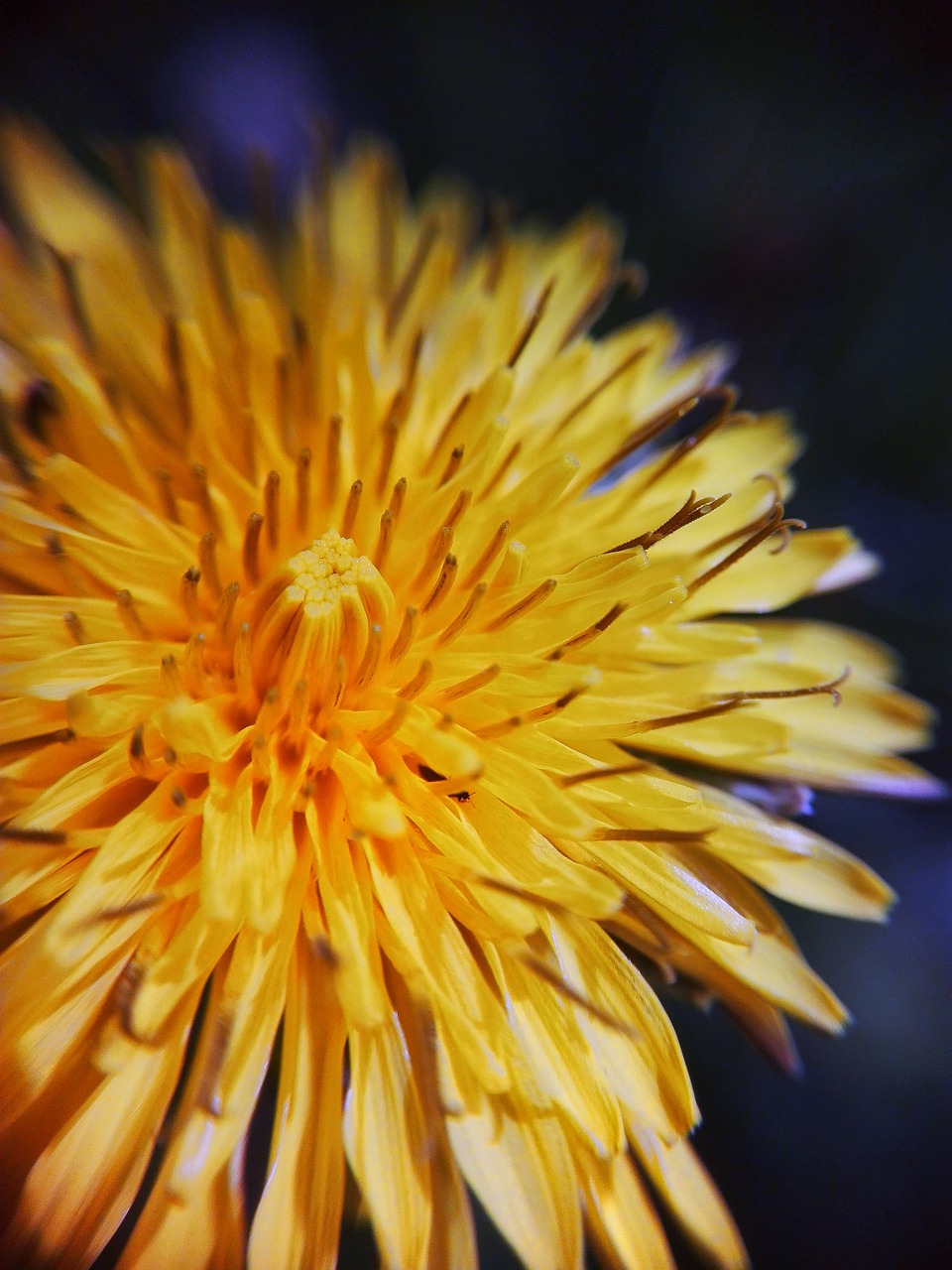 dandelion  flower  flowers free photo