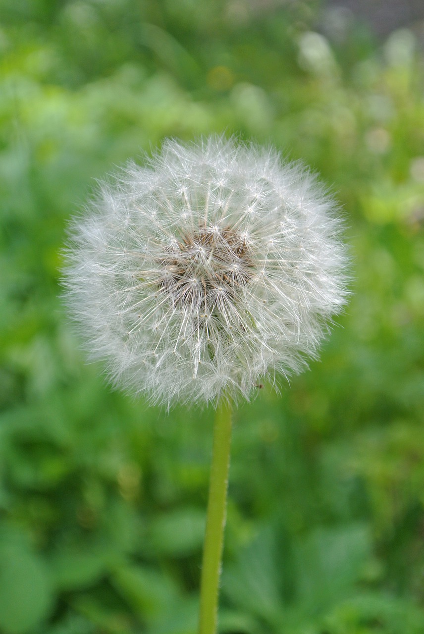 dandelion  flower  nature free photo