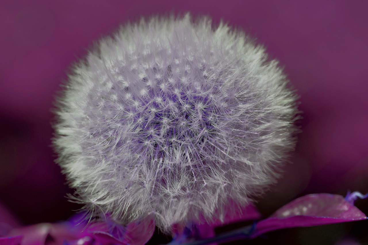 dandelion  seeds  plant free photo