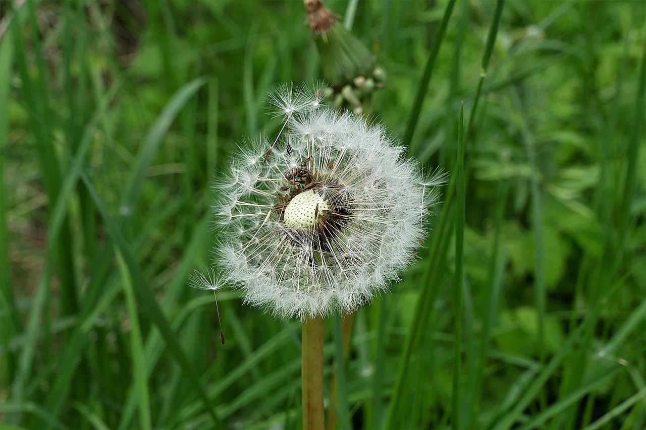 dandelion  pointed flower  flying seeds free photo