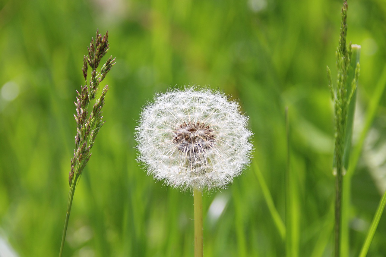 dandelion  nature  meadow free photo