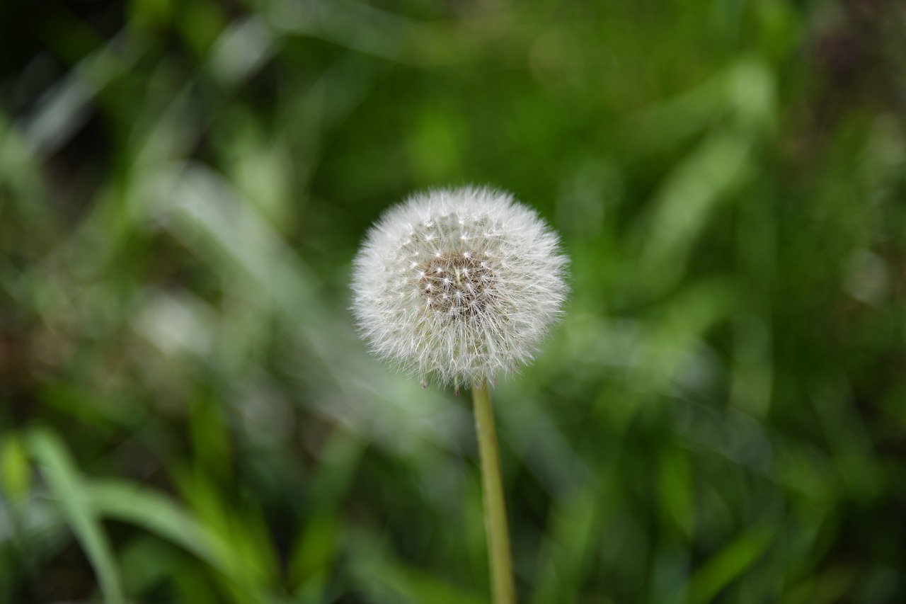 dandelion  seed  blow free photo