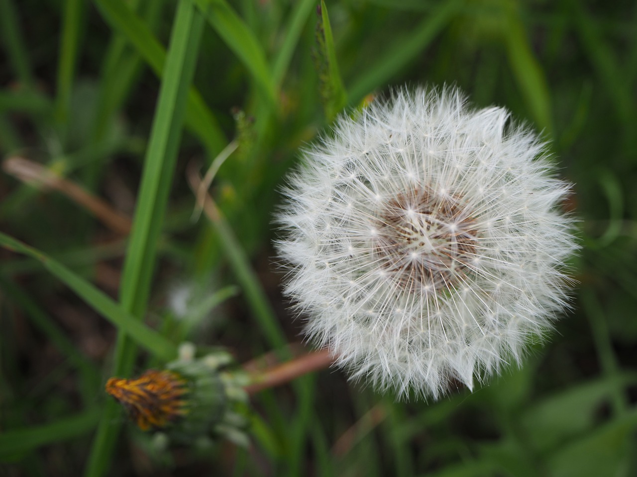 dandelion  topknot  meadow flower free photo