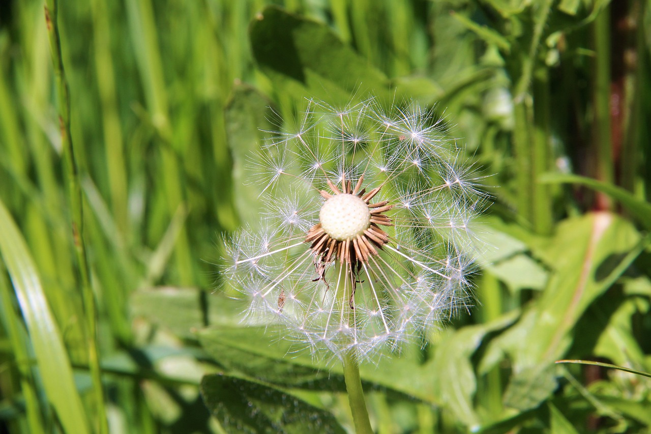 dandelion  flowers  prairie free photo