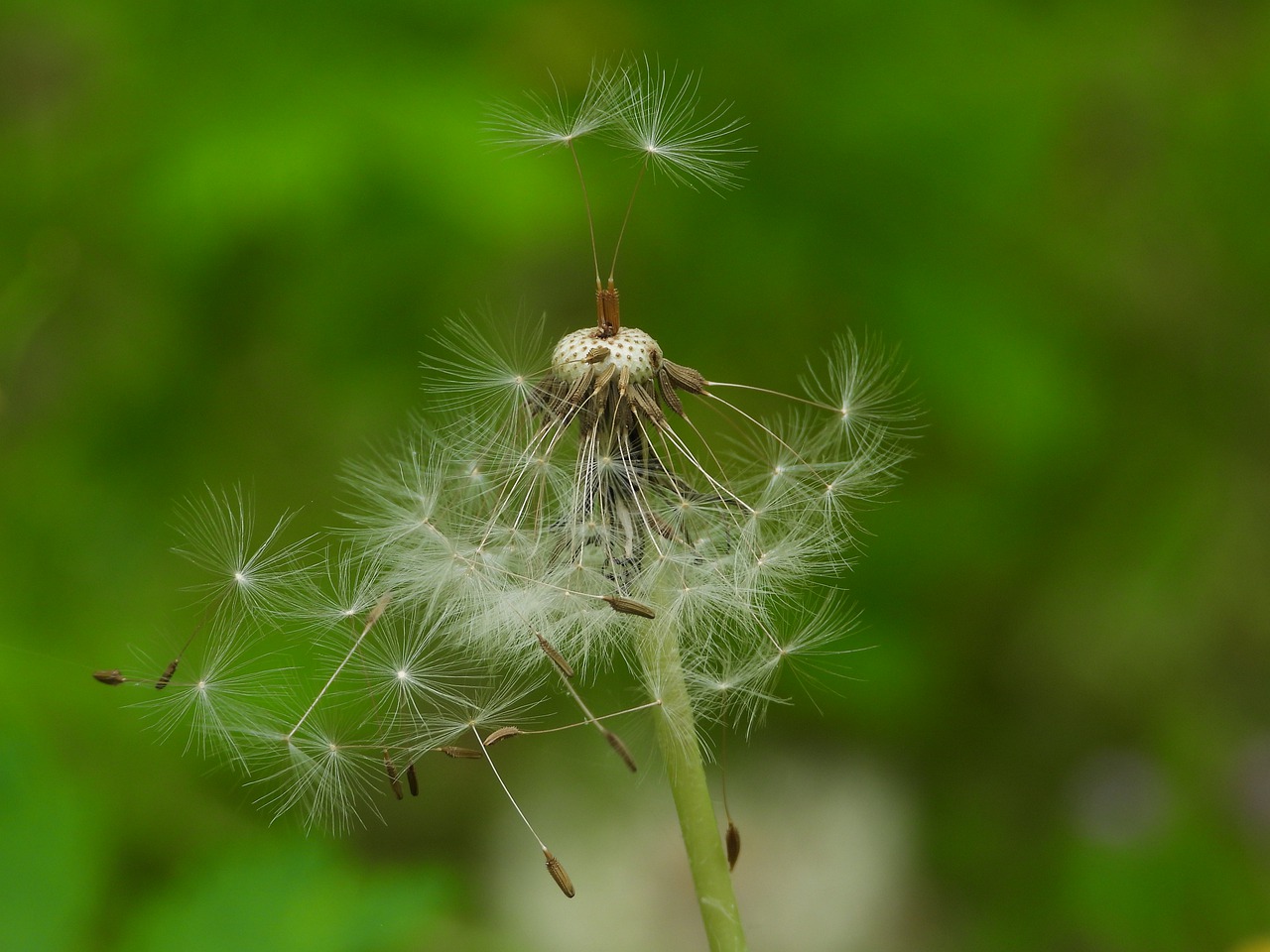 dandelion  sonchus oleraceus  plant free photo