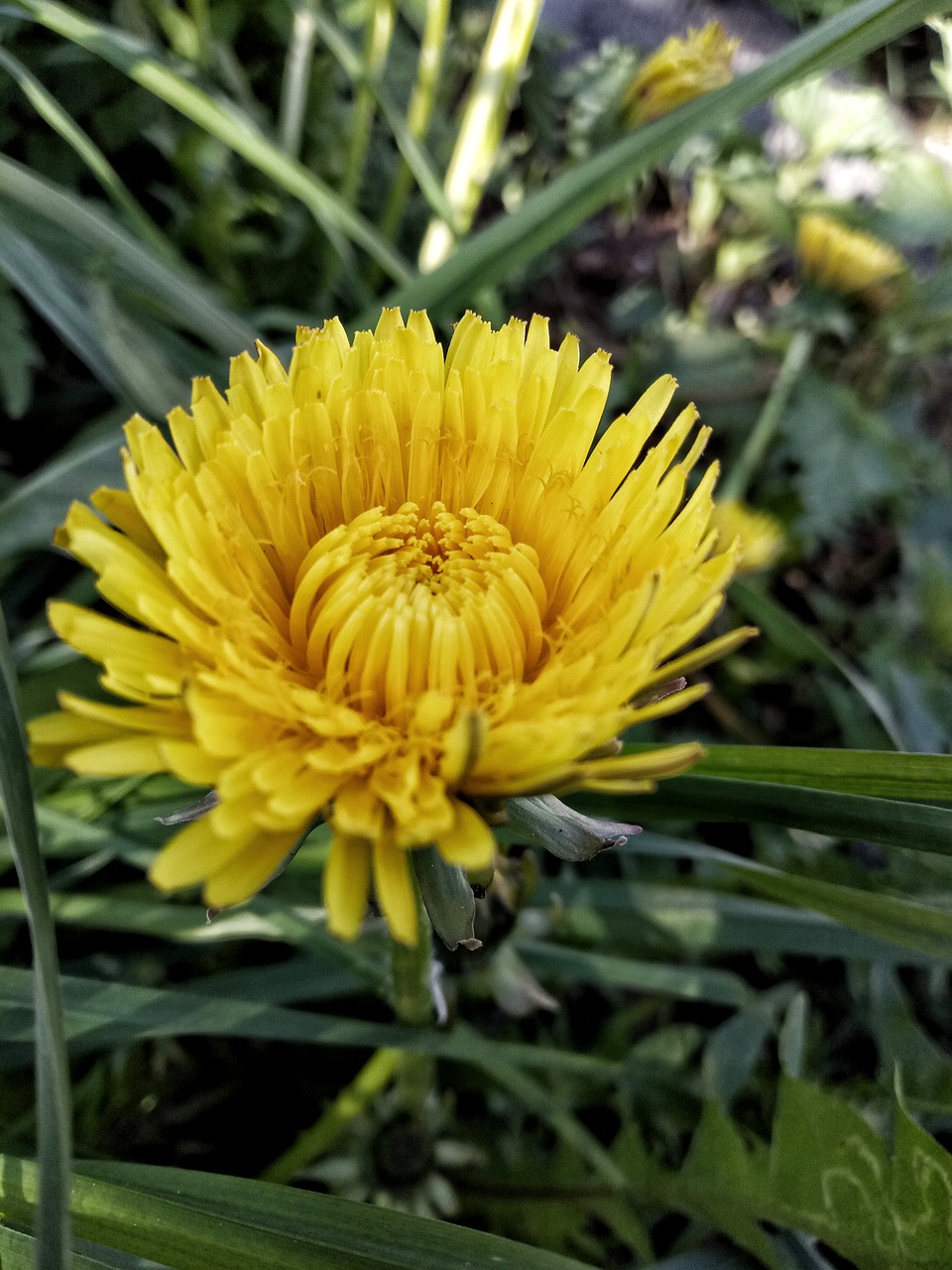 dandelion  flower  flowers free photo