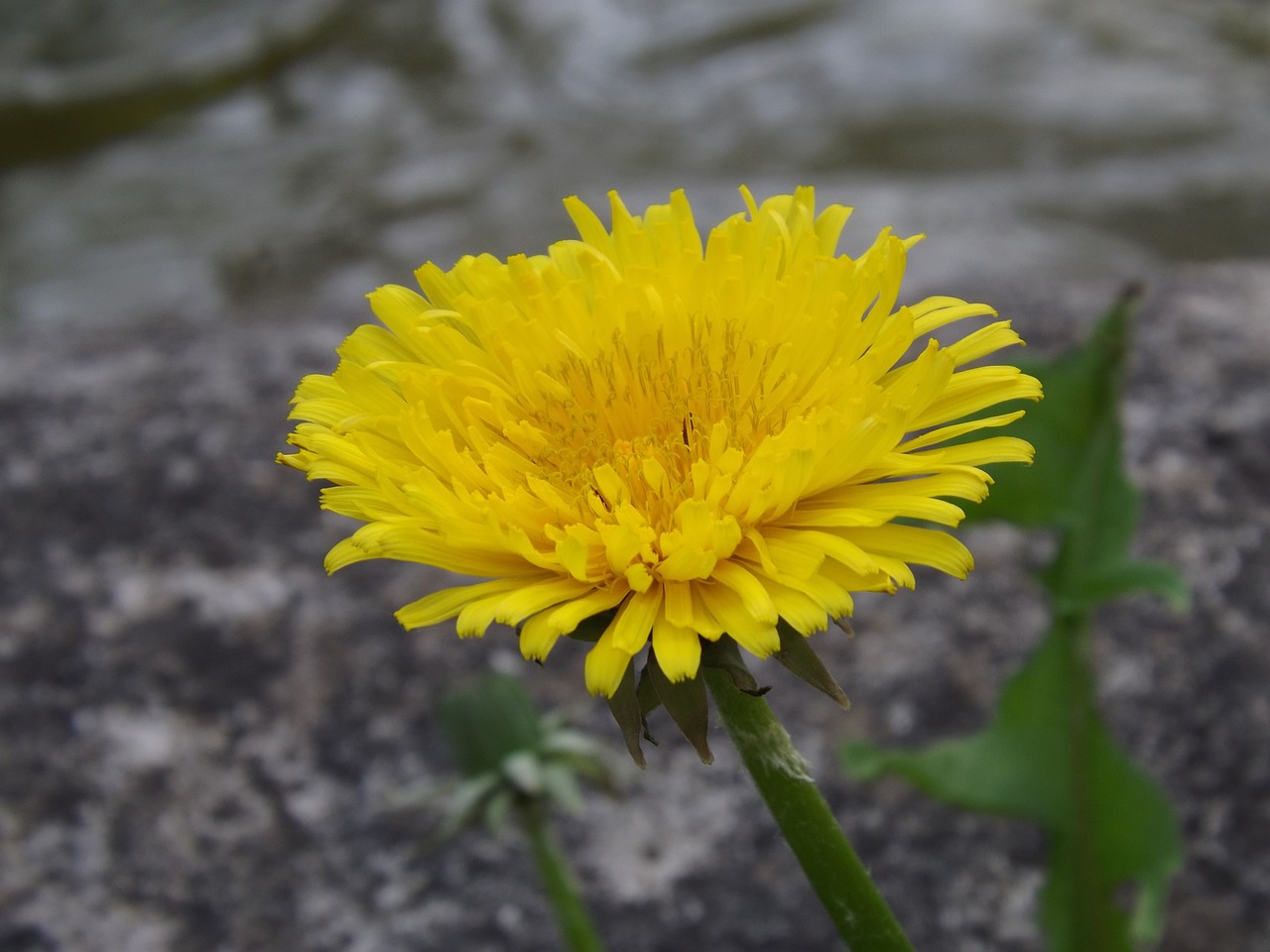 dandelion  flower  nature free photo