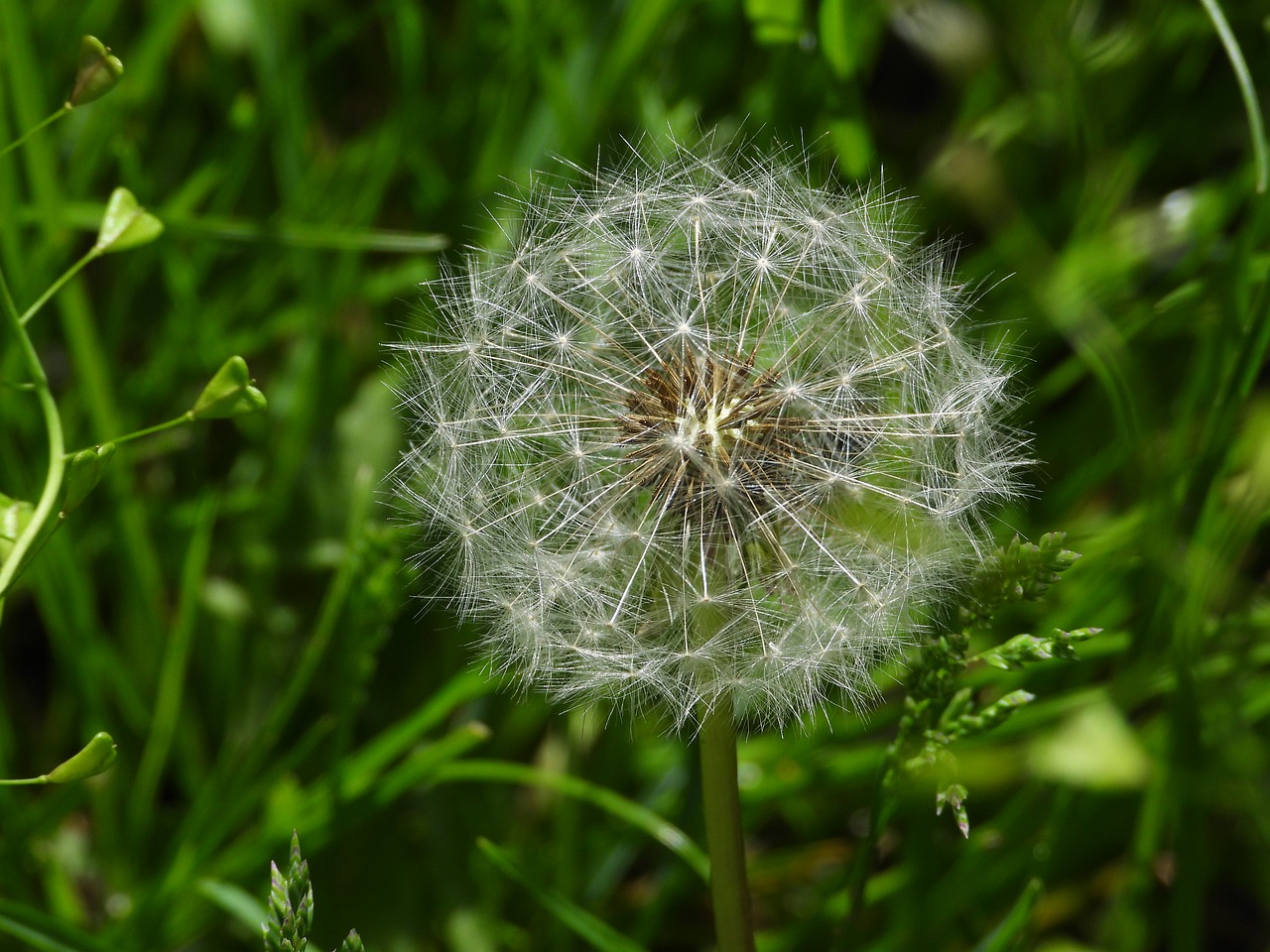 dandelion  sonchus oleraceus  spring free photo