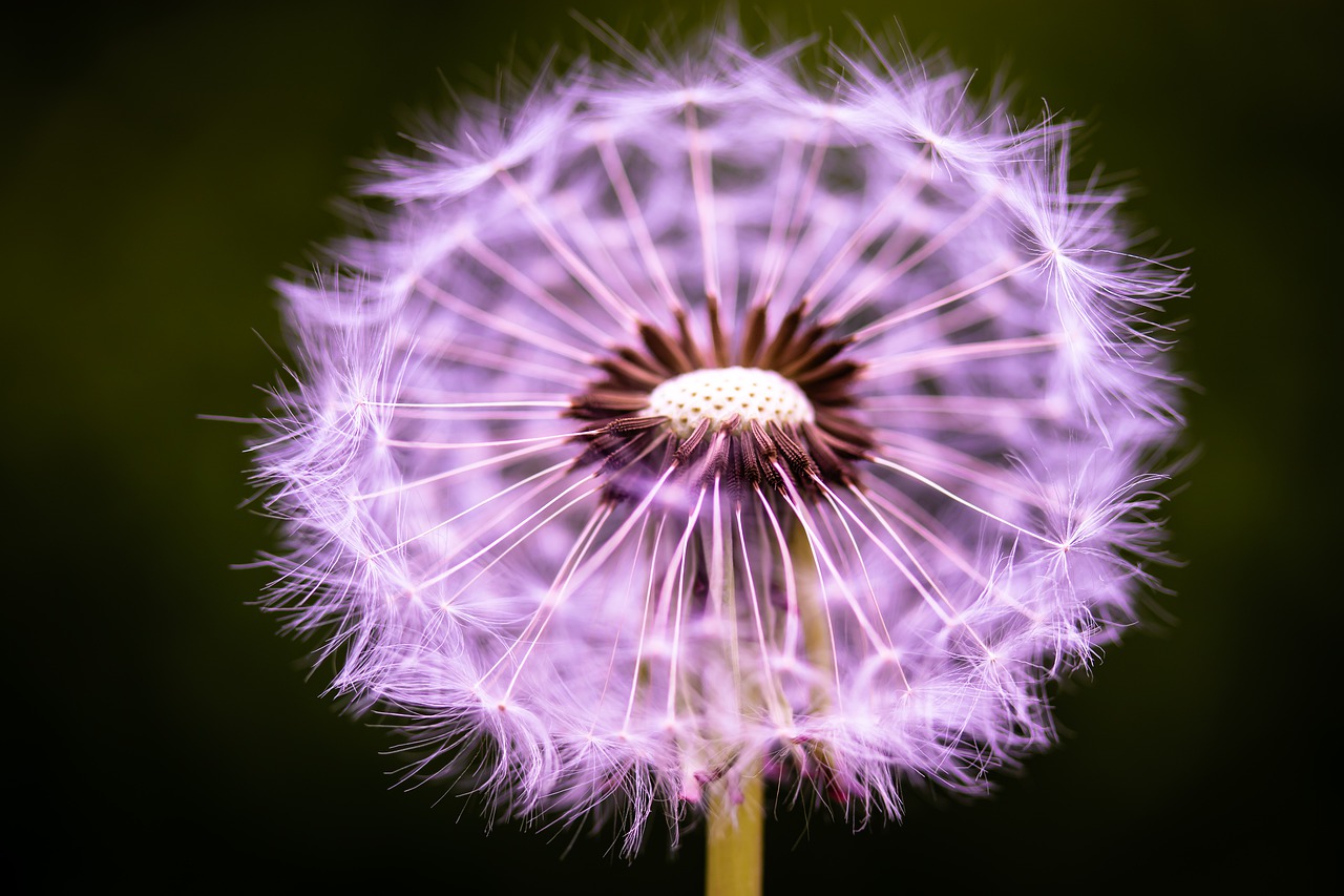 dandelion  flower  seeds free photo