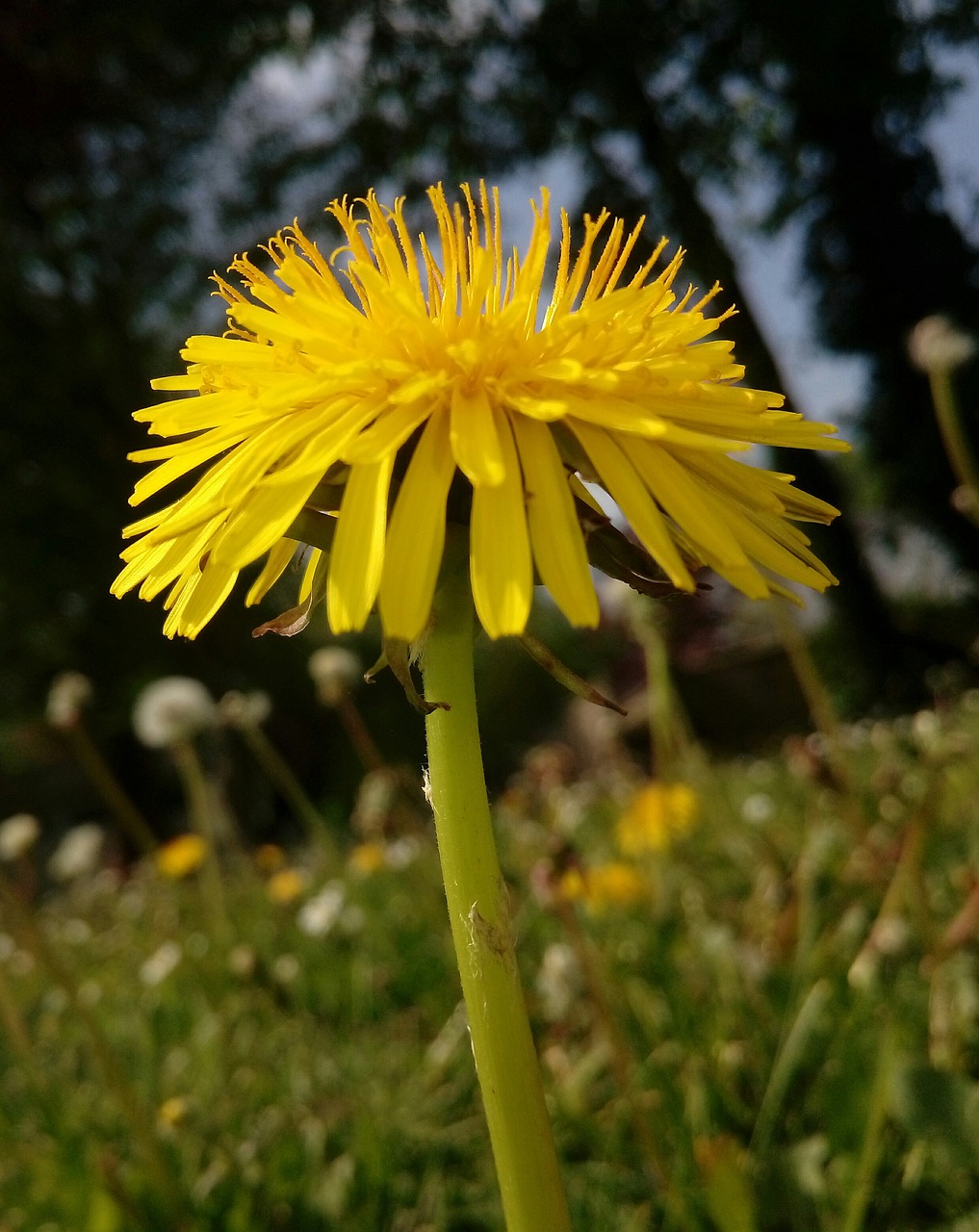 dandelion  flower  nature free photo