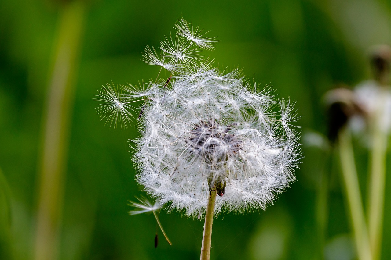 dandelion  faded  seeds free photo