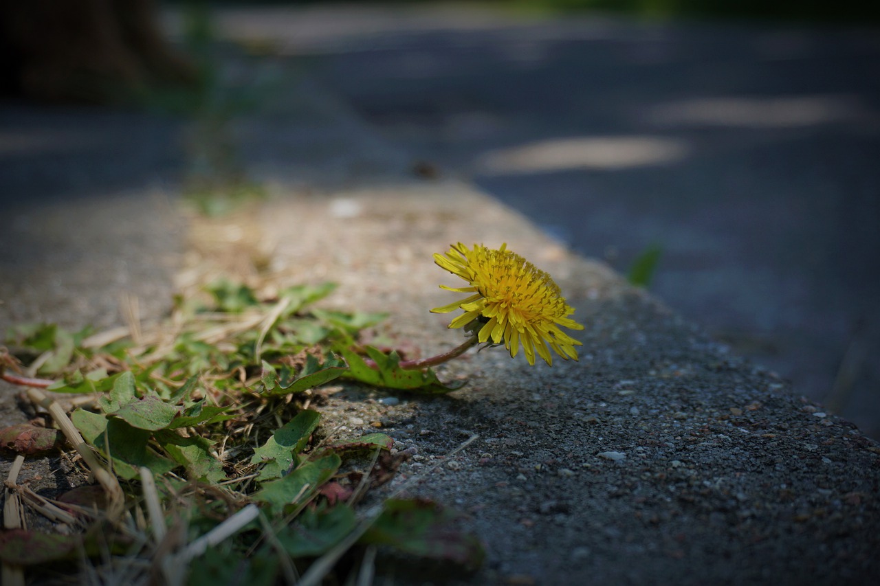 dandelion  spring  plant free photo