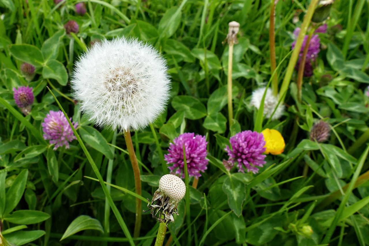 dandelion  clover  white free photo