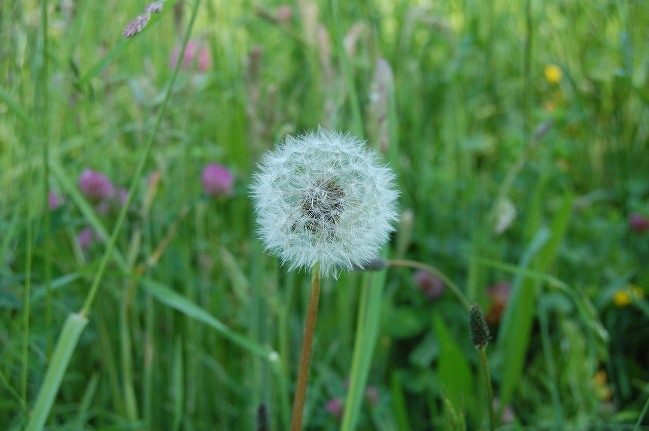 dandelion  white  seed free photo