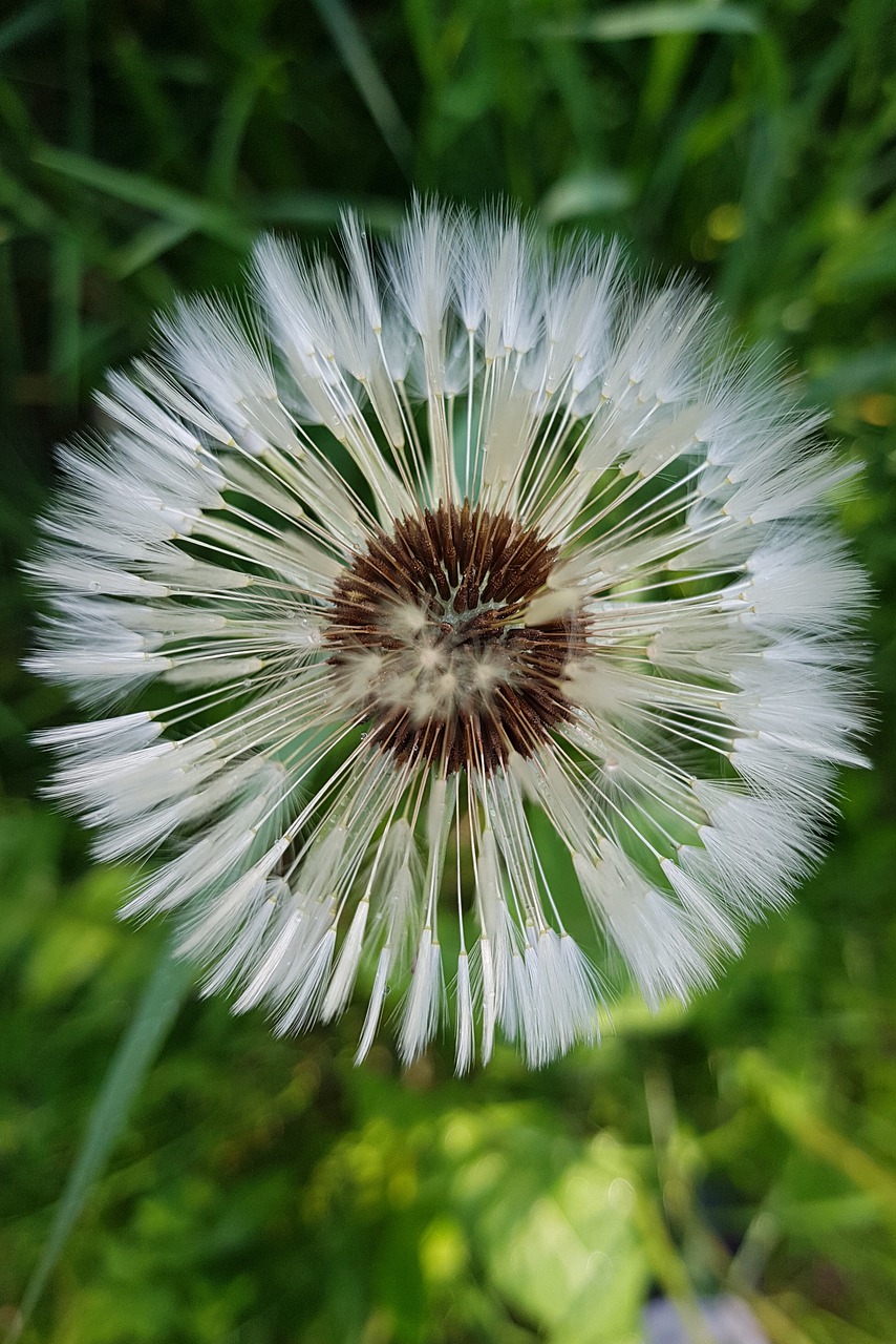 dandelion  seeds  summer free photo