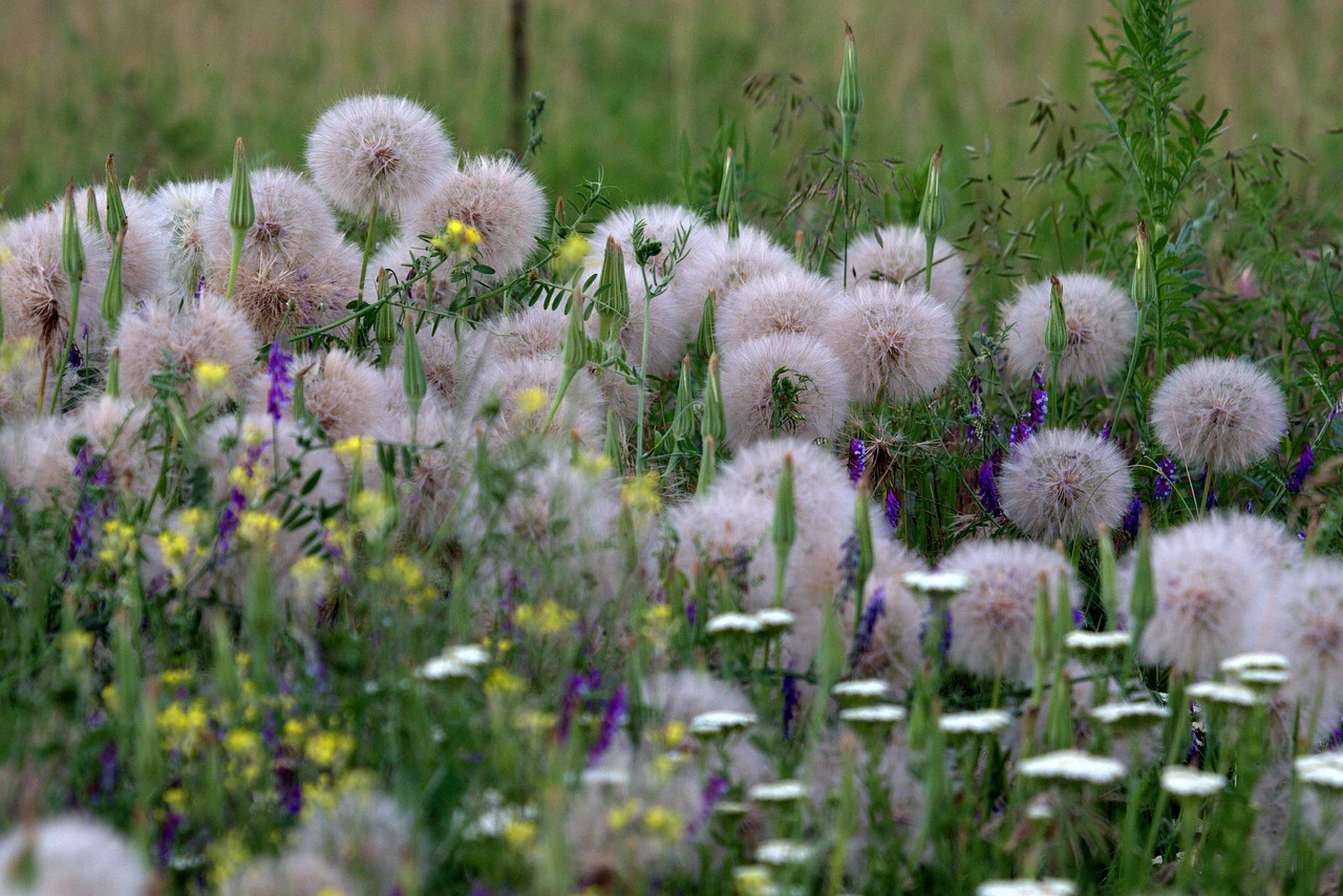 dandelion  plant  down free photo