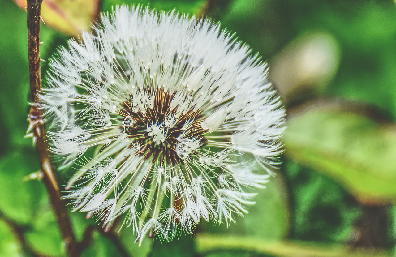 dandelion  plant  close up free photo