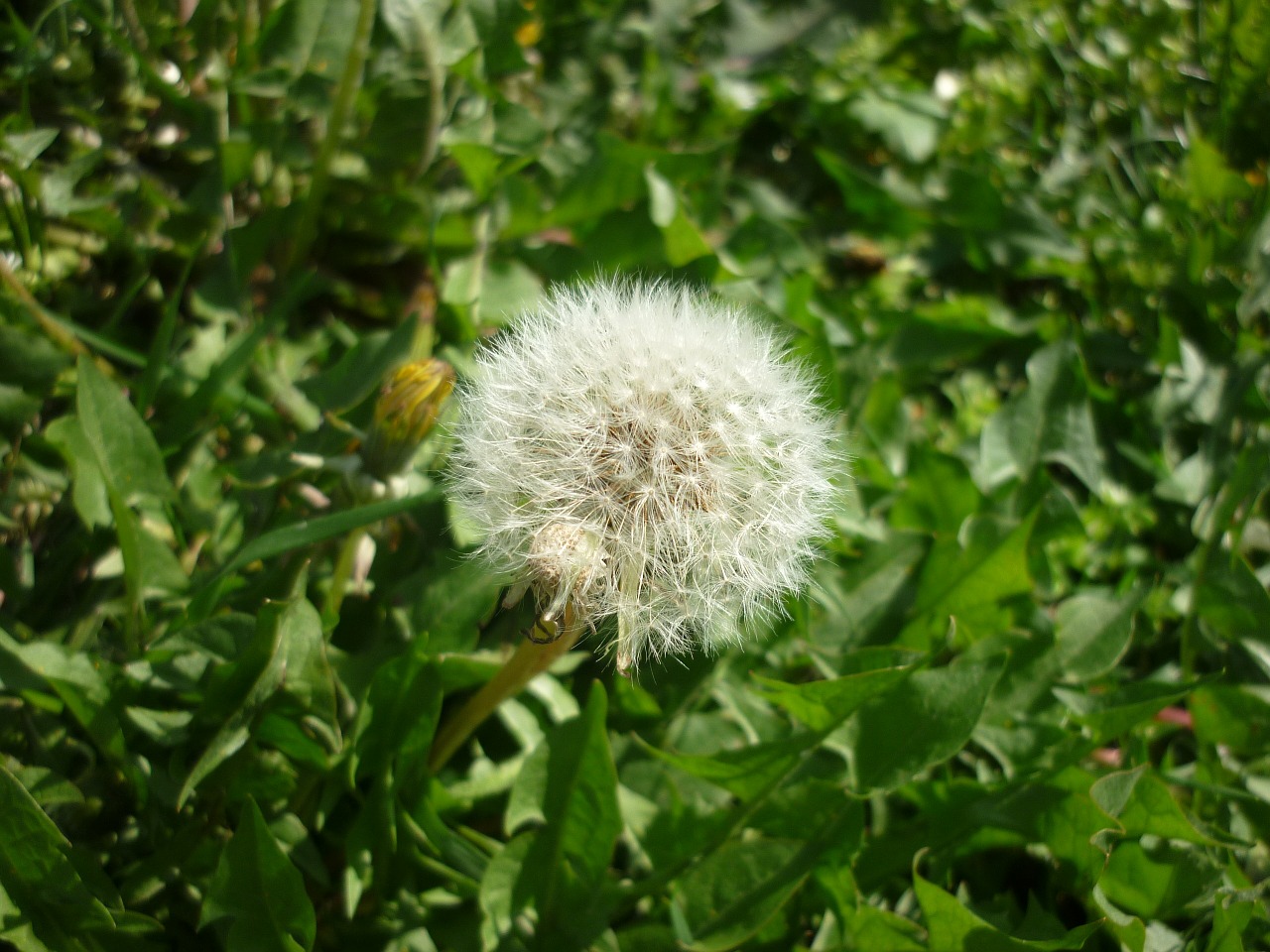 dandelion spring nature free photo