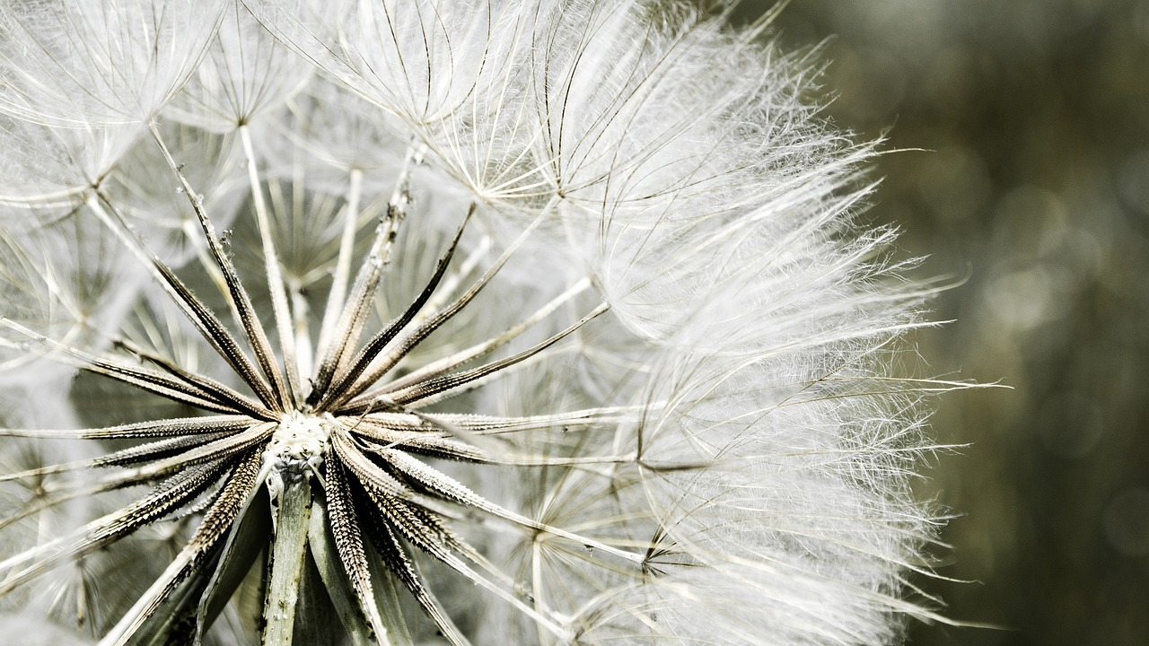 dandelion nature flora free photo