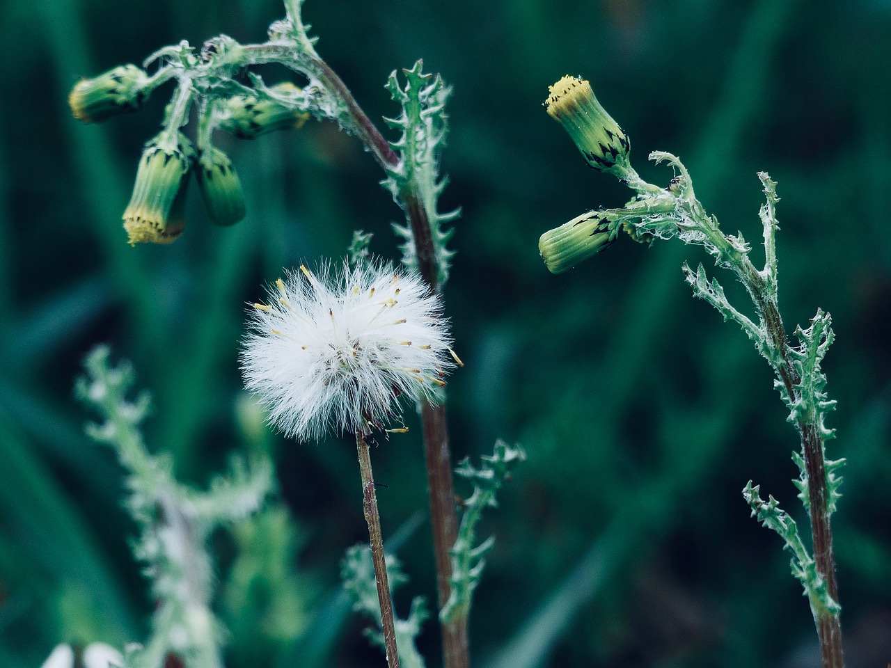 dandelion  buttercup  green free photo