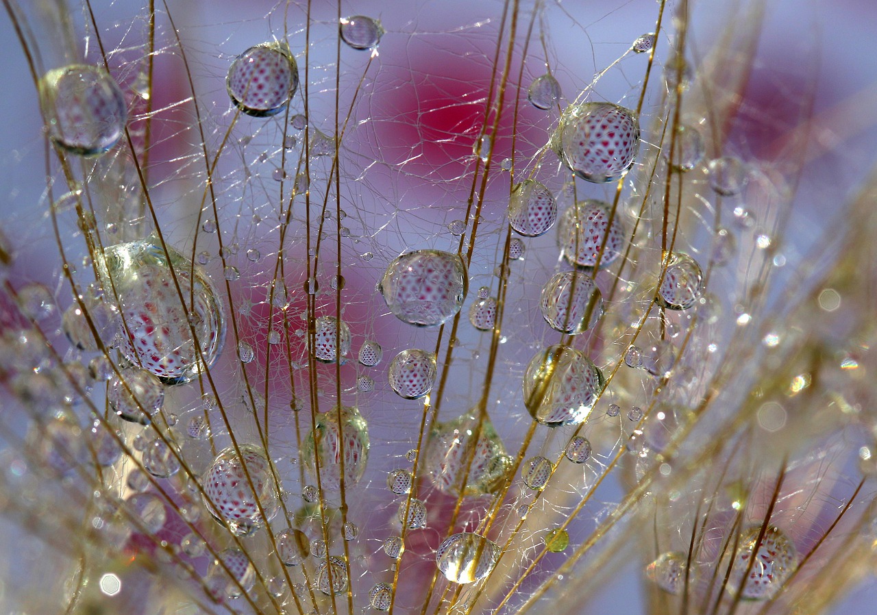 dandelion  drops  water free photo
