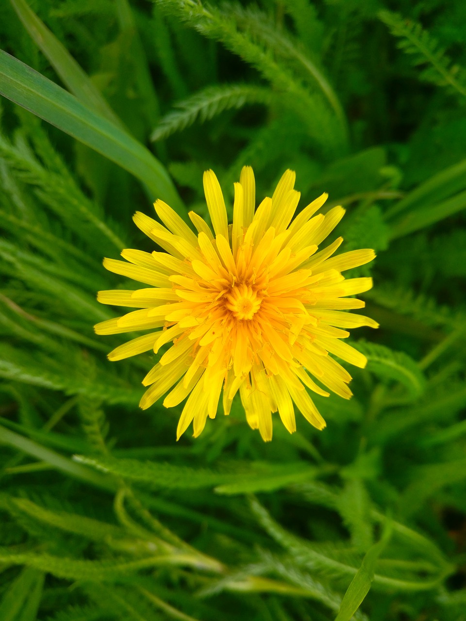 dandelion  flower  meadow free photo