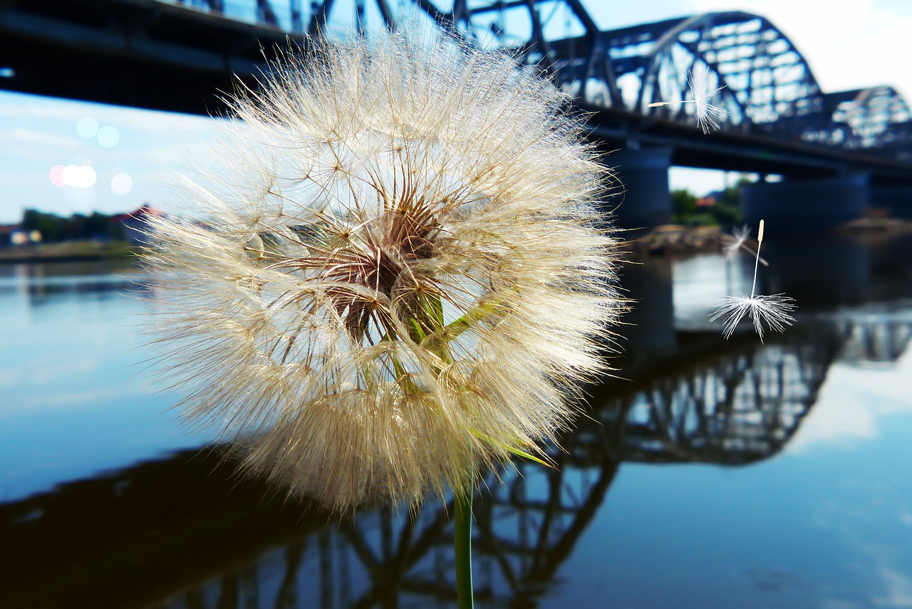 dandelion  flower  landscape free photo