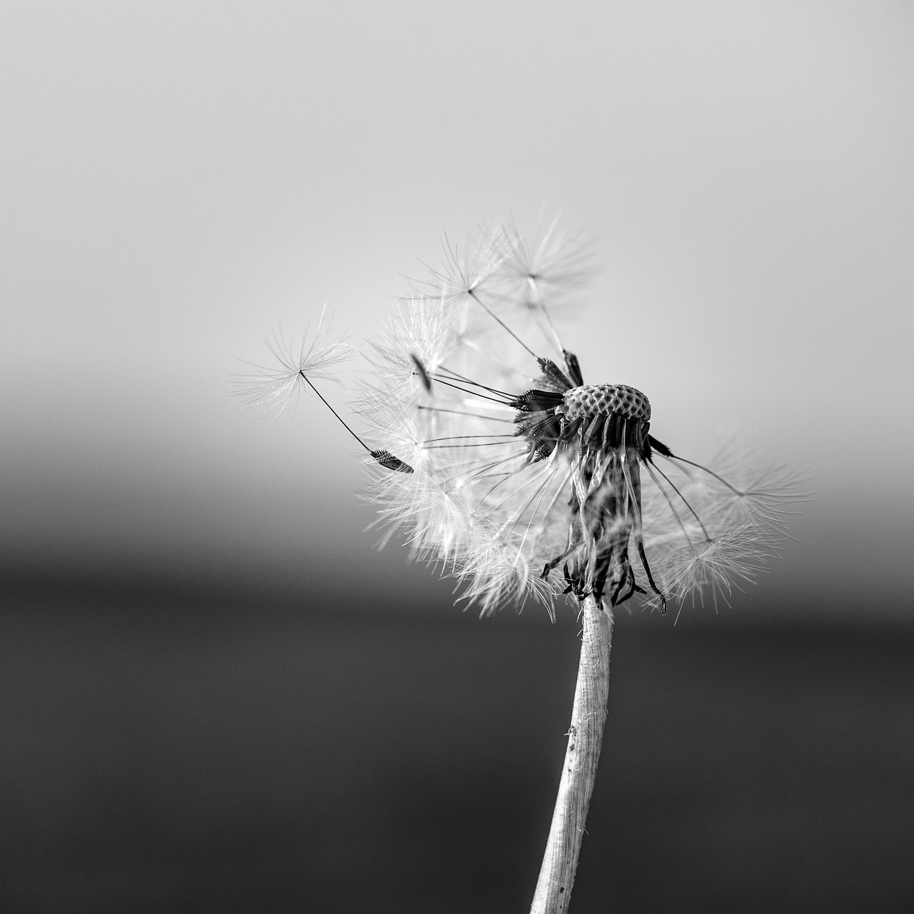 dandelion  black and white  flower free photo