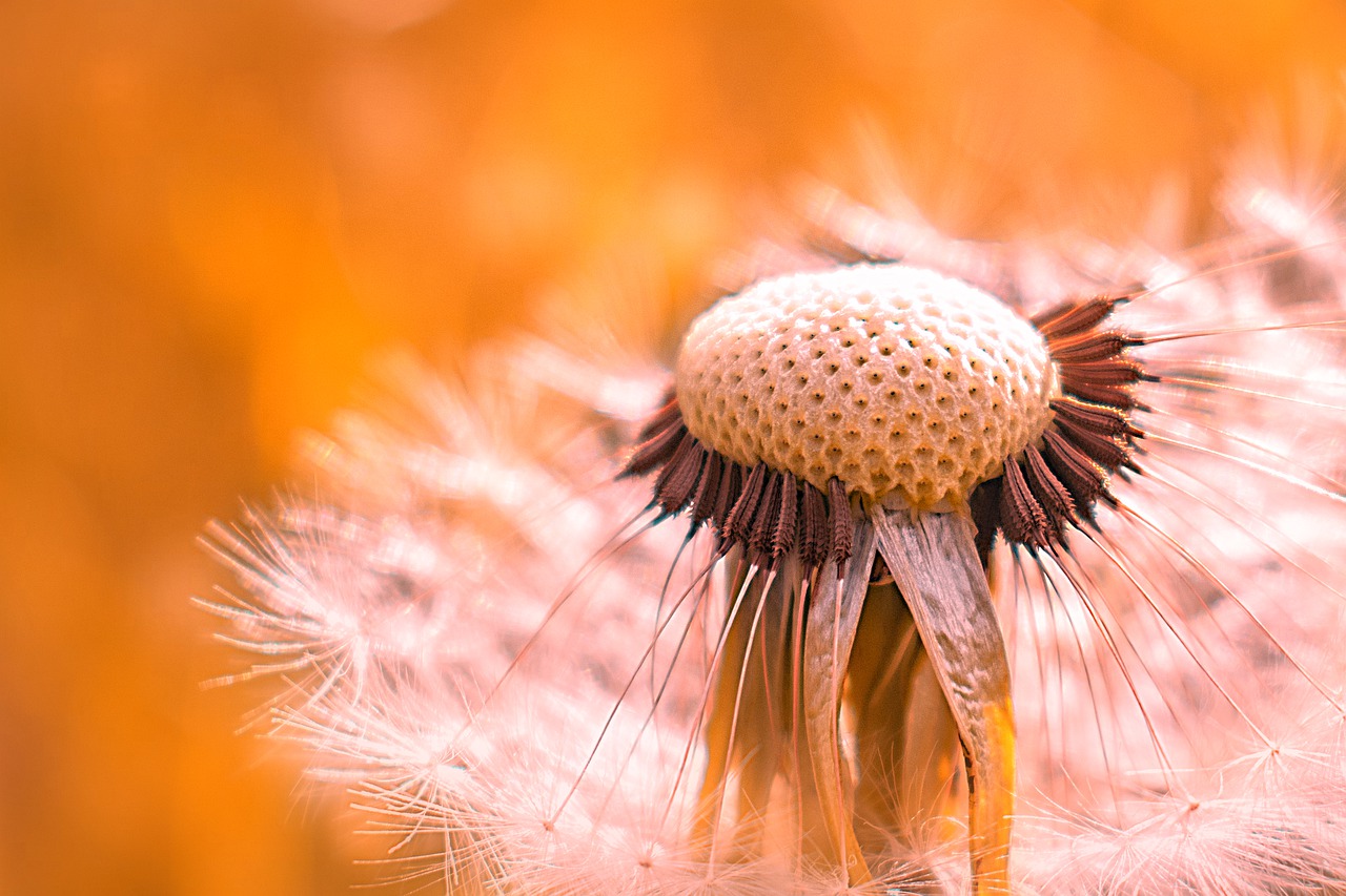 dandelion  nature  spring free photo