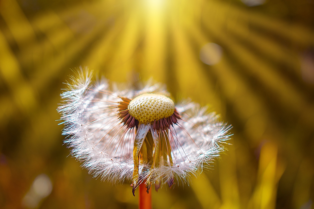 dandelion  nature  spring free photo