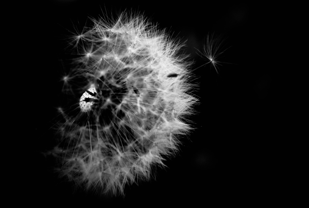 dandelion  black  white free photo