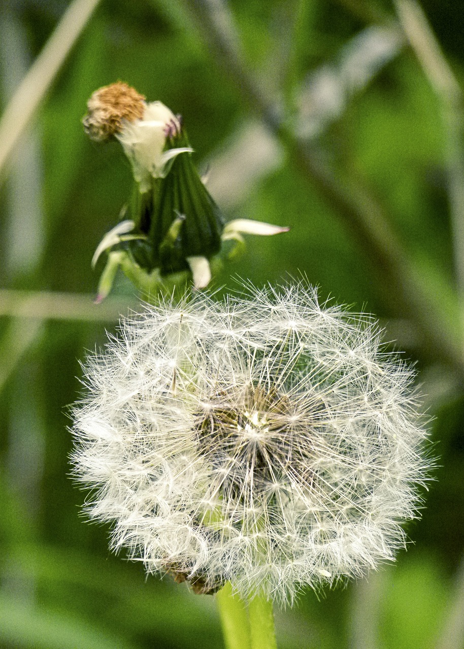 dandelion wild flower meadow free photo