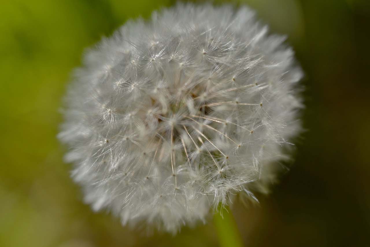 dandelion  lint  fluffy free photo