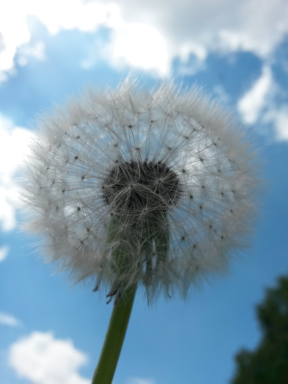 dandelion  flower  spring free photo