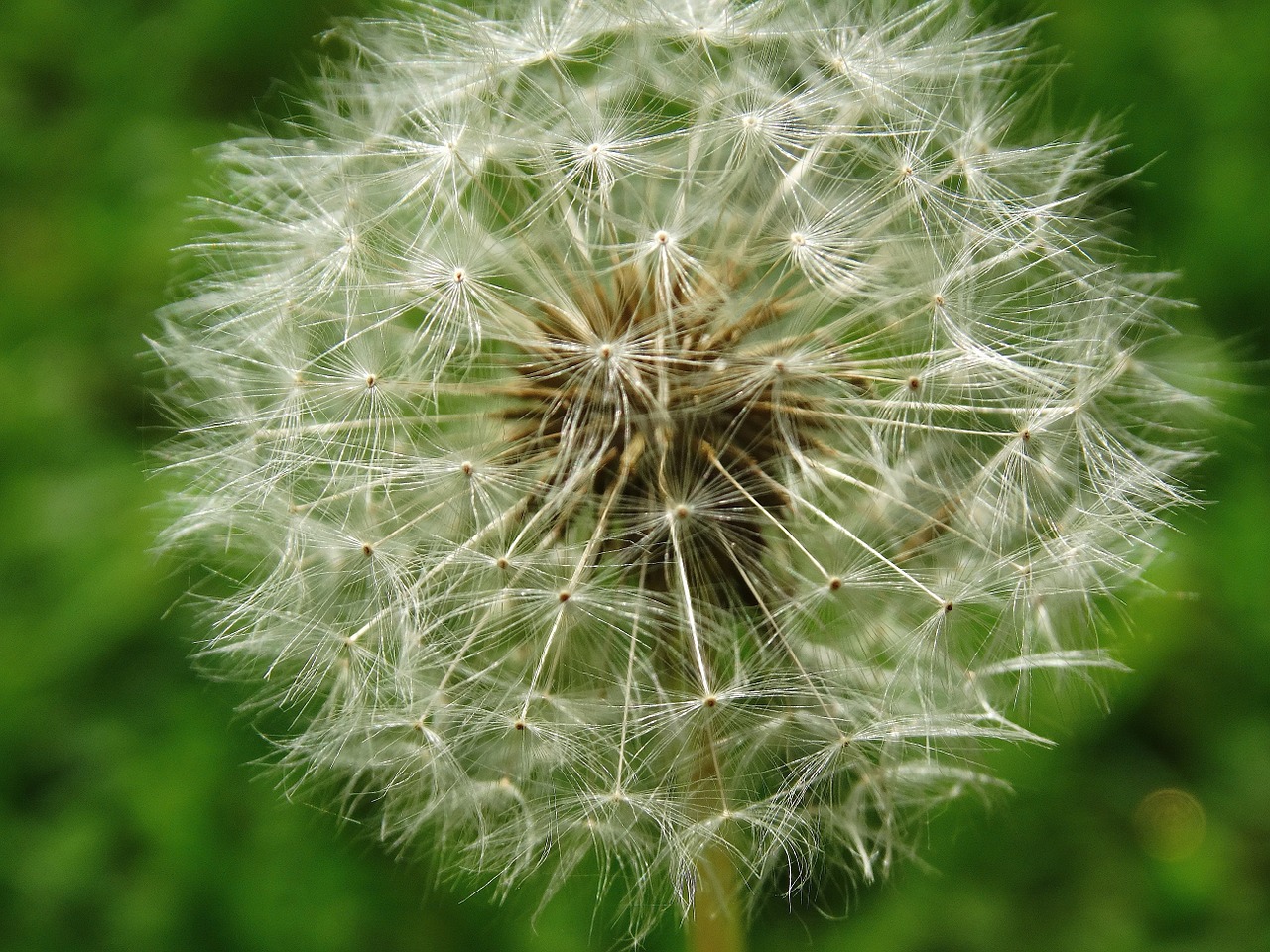 dandelion flowers blossom free photo