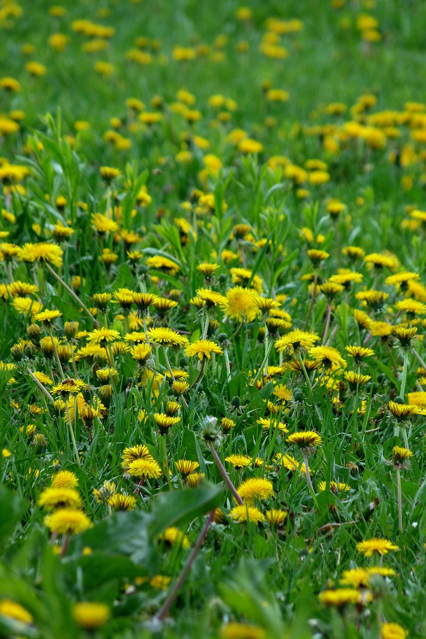 dandelion spring yellow free photo