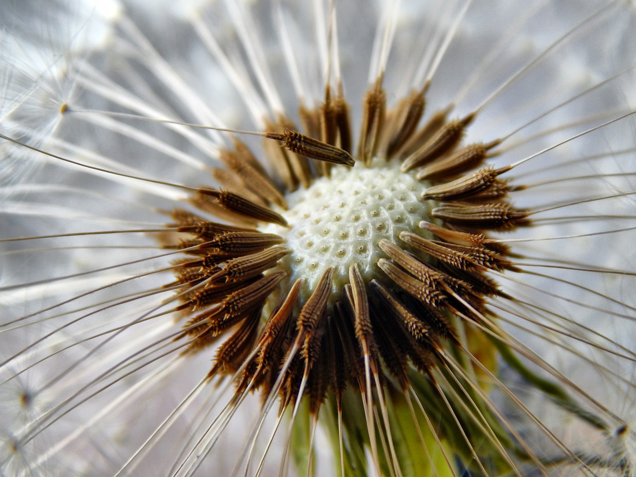 dandelion seeds flower free photo