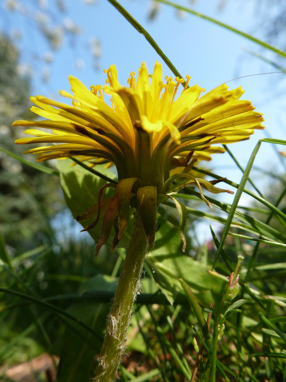 dandelion flower meadow free photo