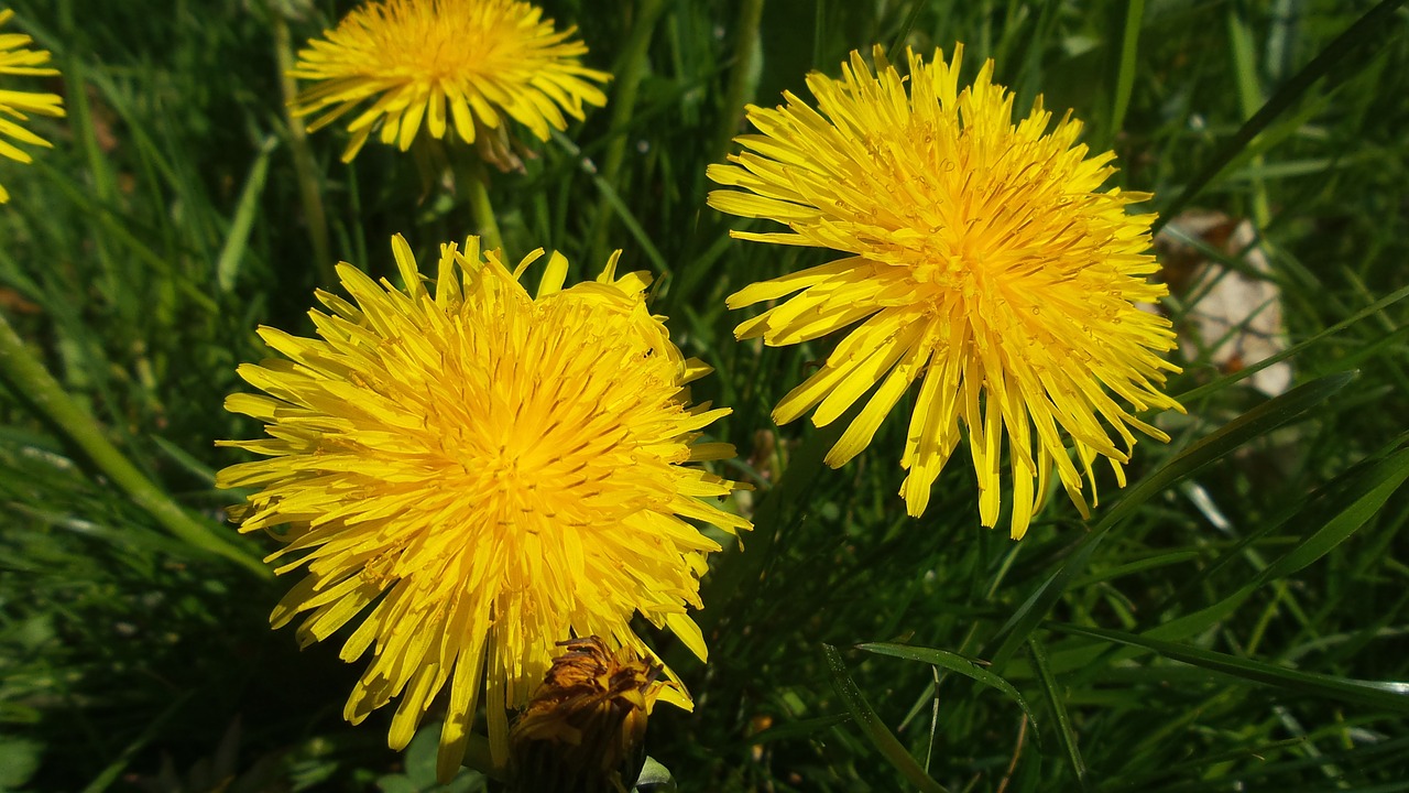 dandelion yellow nature free photo