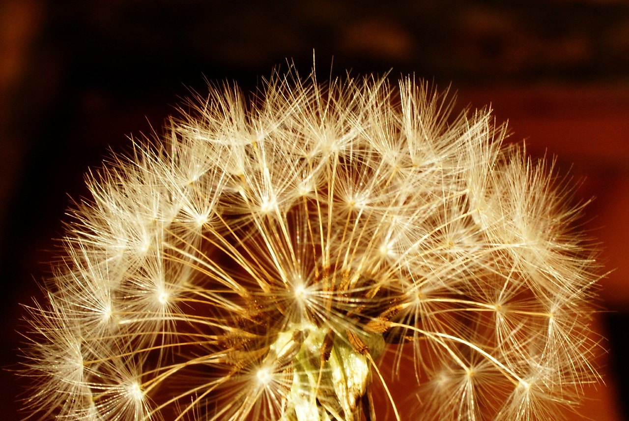 dandelion flowers seeds free photo