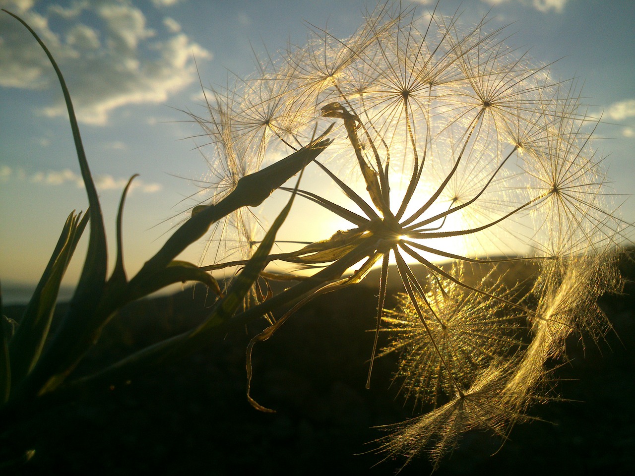 dandelion sunlight solar free photo