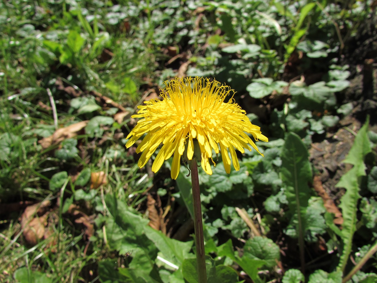 dandelion yellow flower free photo