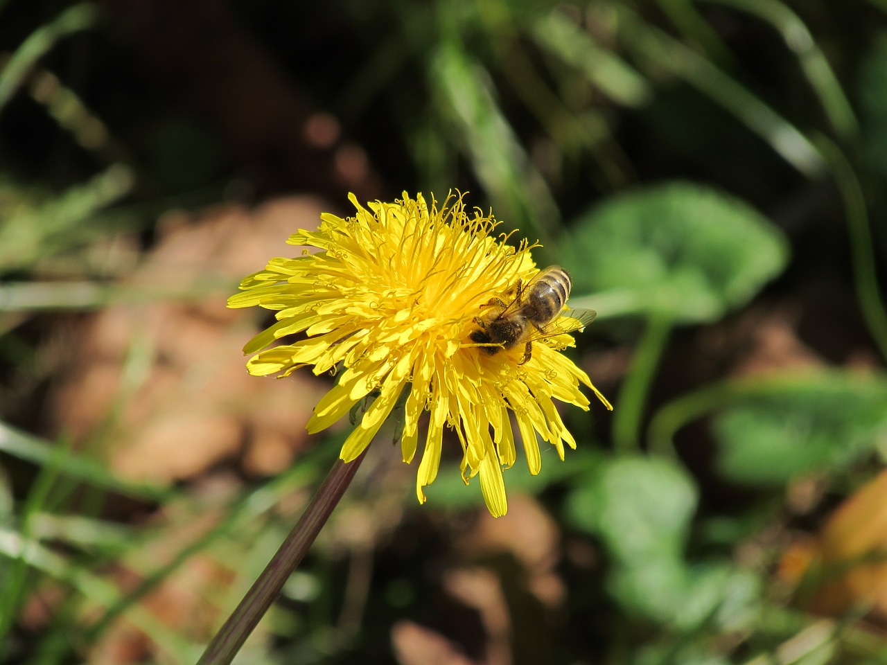 dandelion bee animal free photo