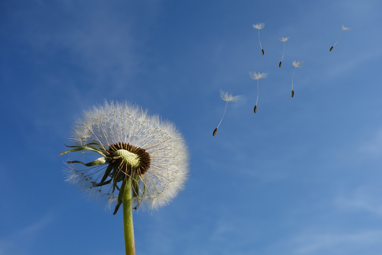 dandelion sky flower free photo