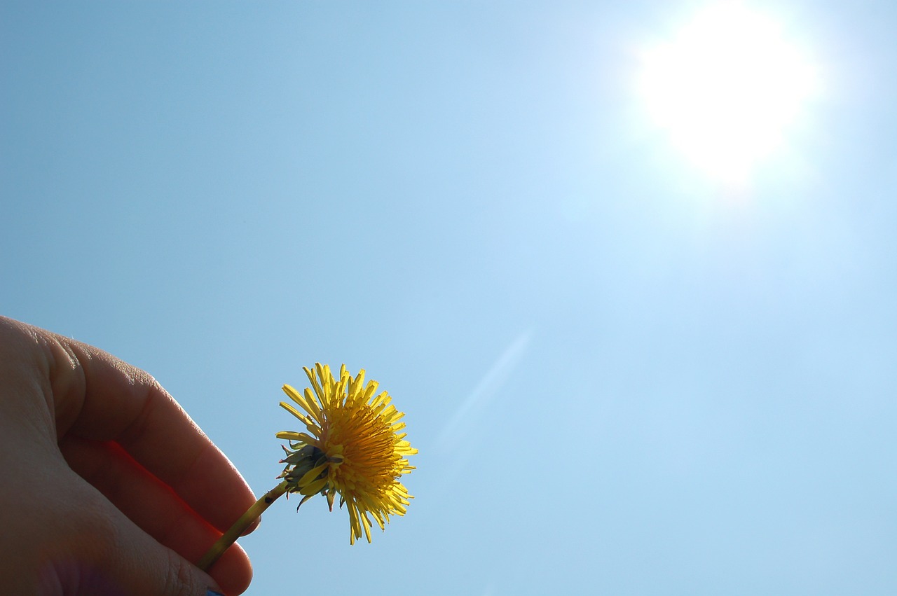 dandelion blossom bloom free photo