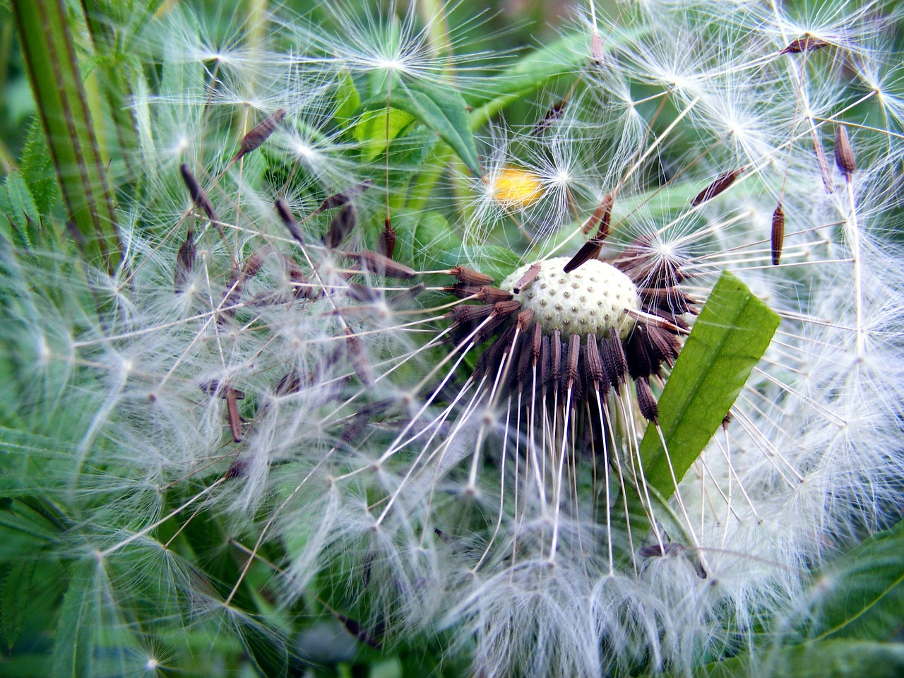 dandelion seeds nature free photo
