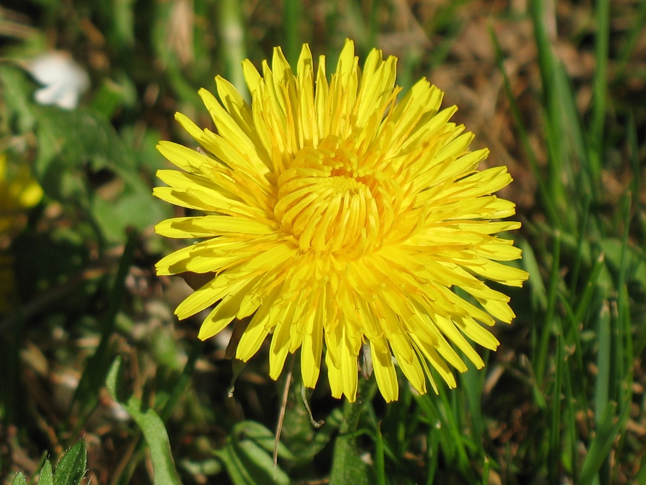 dandelion meadow flowers free photo