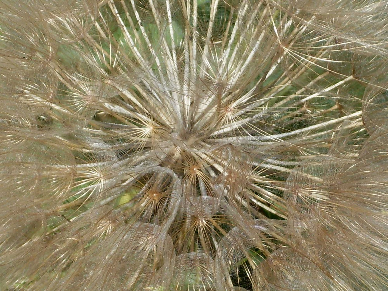 dandelion plants flower free photo