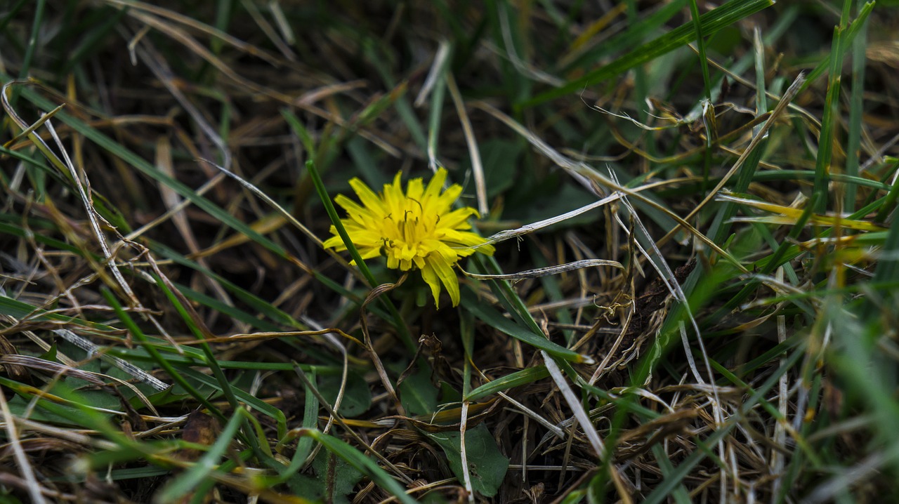 dandelion grass nature free photo